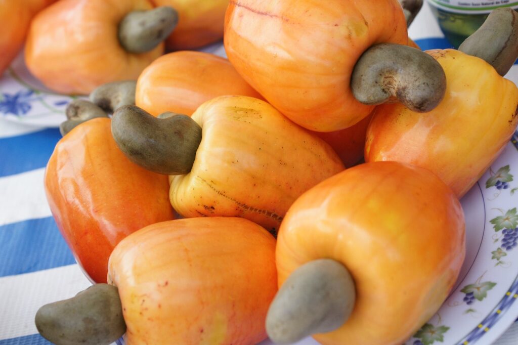 cashew, christmas, large northern river, north east, cashew tree, cashew, cashew, cashew, cashew, cashew, cashew tree, cashew tree